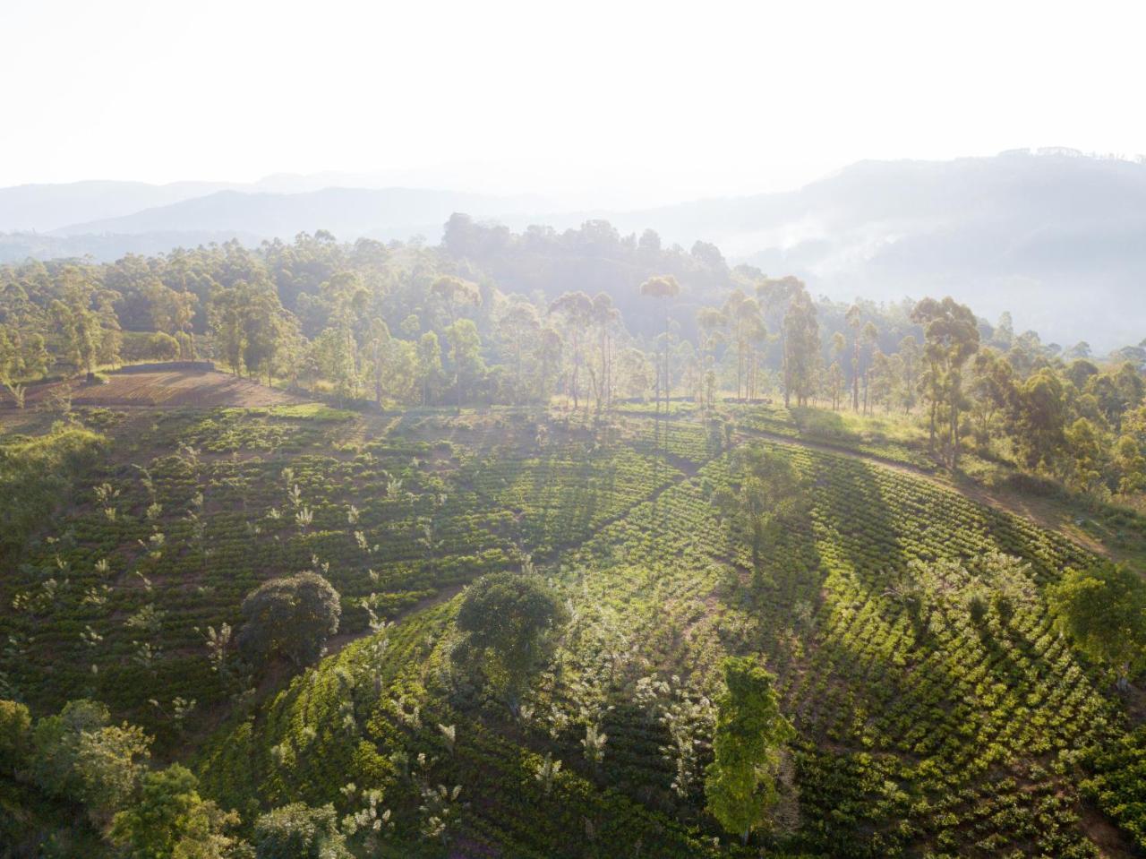 Mount Havana Kandy Ngoại thất bức ảnh
